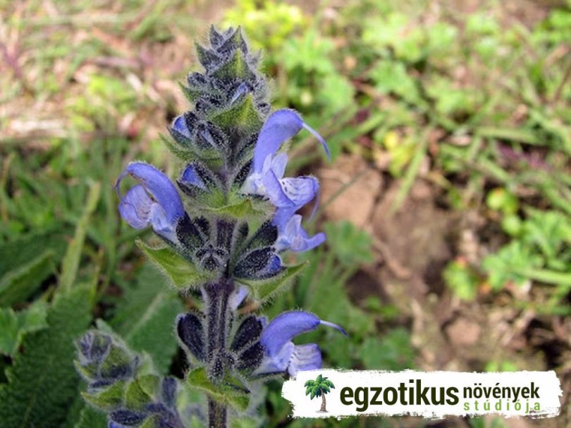 Kelet-Afrikai menta illatú zsálya, Salvia merjamie, fűszernövény, fűszer